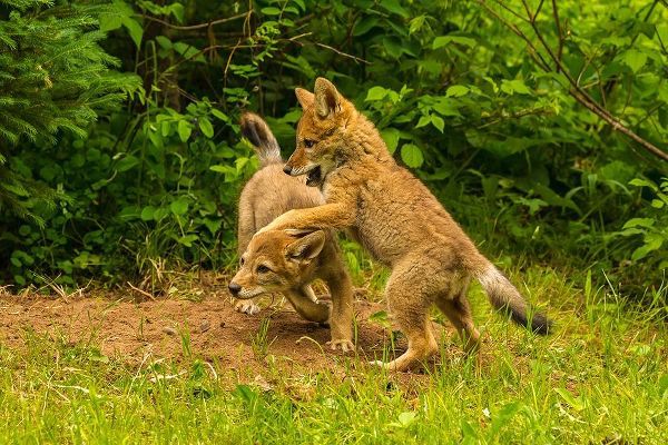 Minnesota-Pine County Coyote pups playing at den